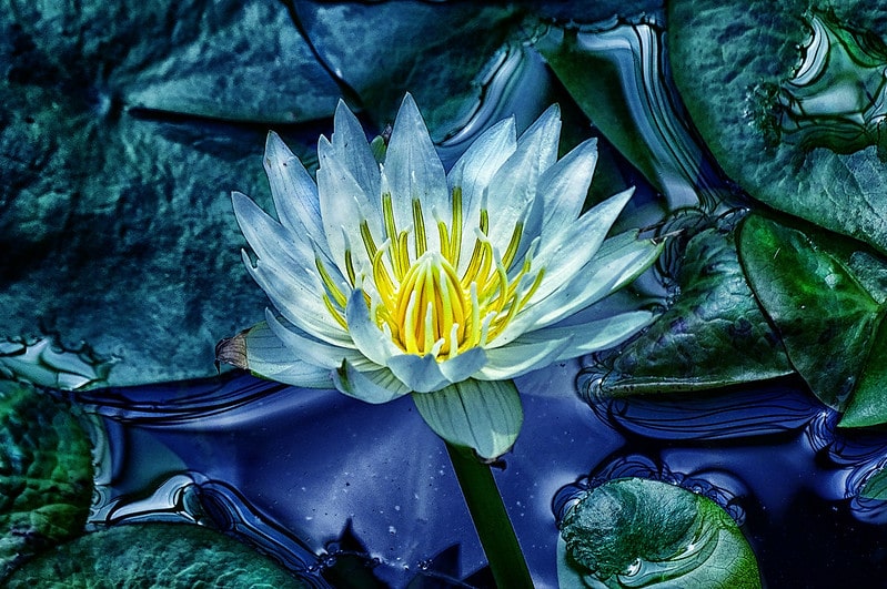 The Blue water Lily. fact file of Sri Lanka