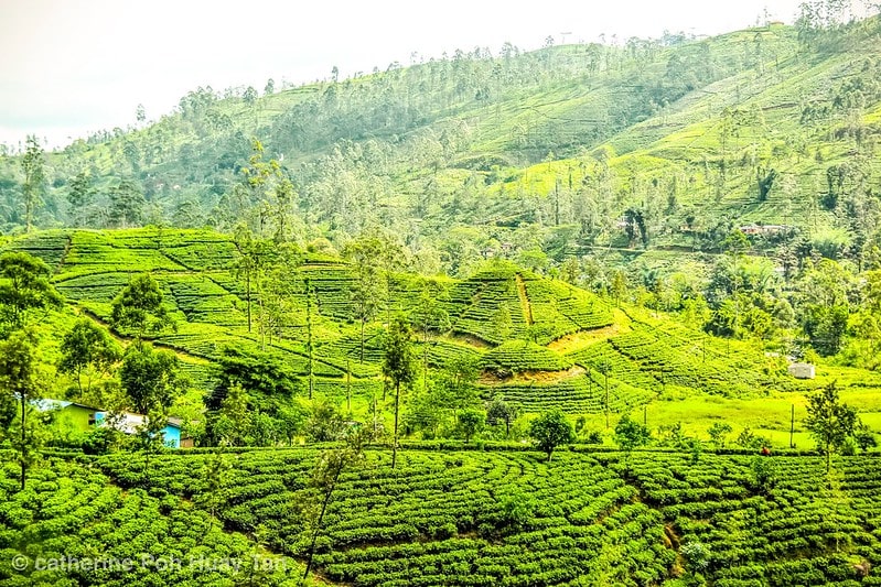 Tea plantation, Kandy, Sri Lanka. For facts about Sri Lanka