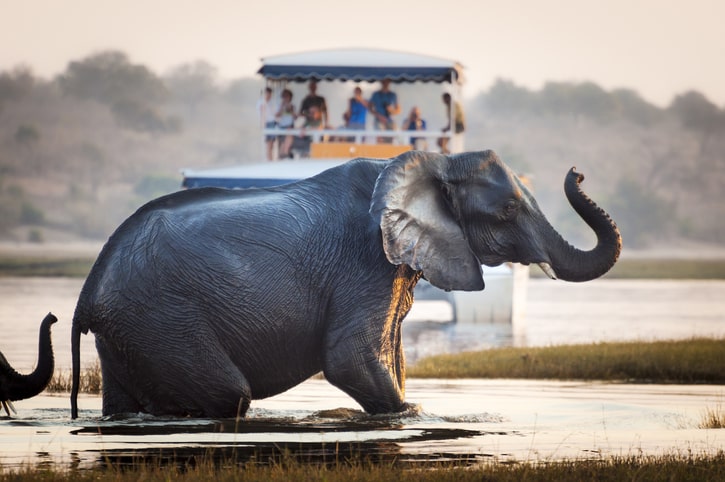 An elephant crossing a river in the Chobe National Park in Botswana, Africa.