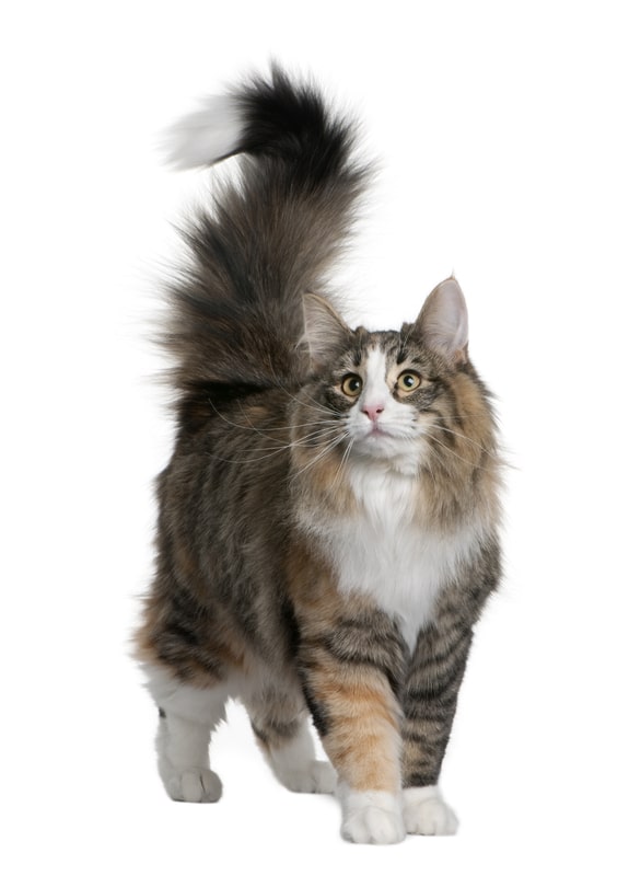 Norwegian cat, facts about cats around the world