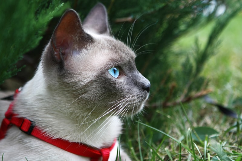 blue eye cat. cats fact file