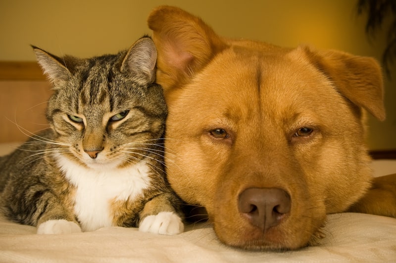 cat and dog friends, facts about cat behaviour