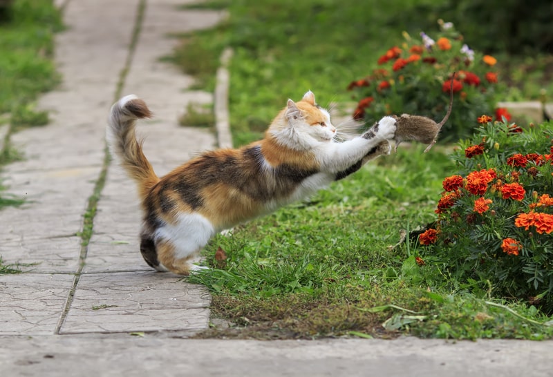 cat's hunting skills, 50 facts about cats