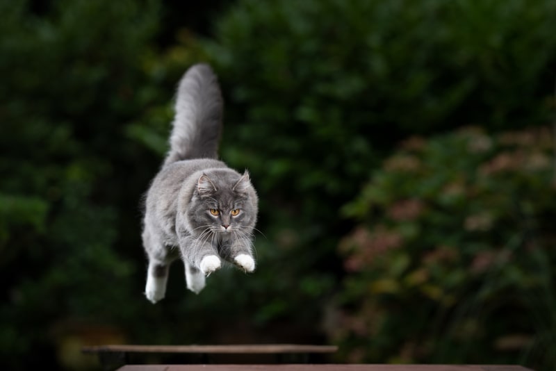 cat jumping outdoors