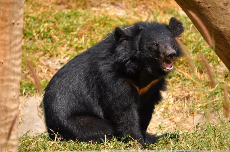 Asiatic black bear, bear facts