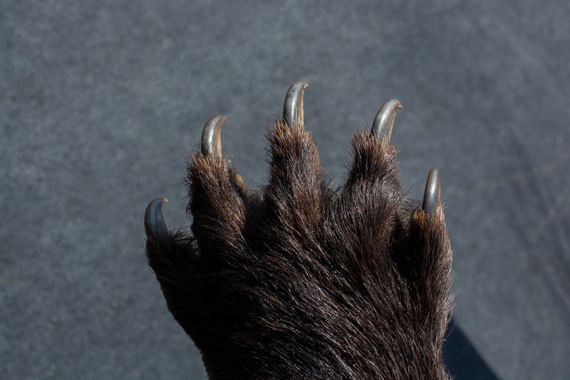 Black Bear Paw With sharp Claws