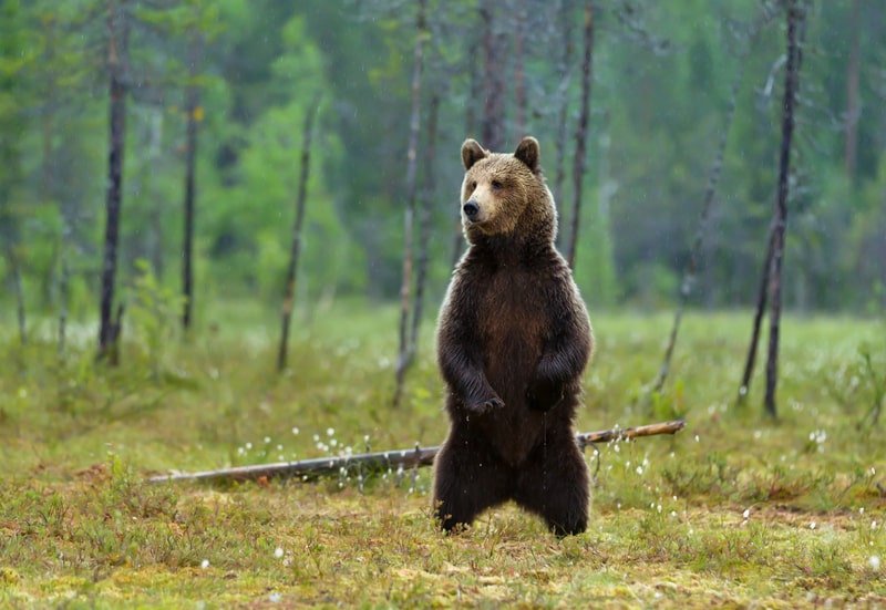 Eurasian brown bear standing on hind legs, bear facts
