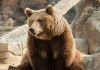 Funny brown bear, facts about bears