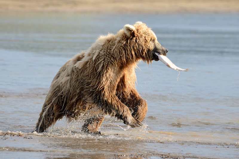 Grizzly Bear Fishing, facts about bears