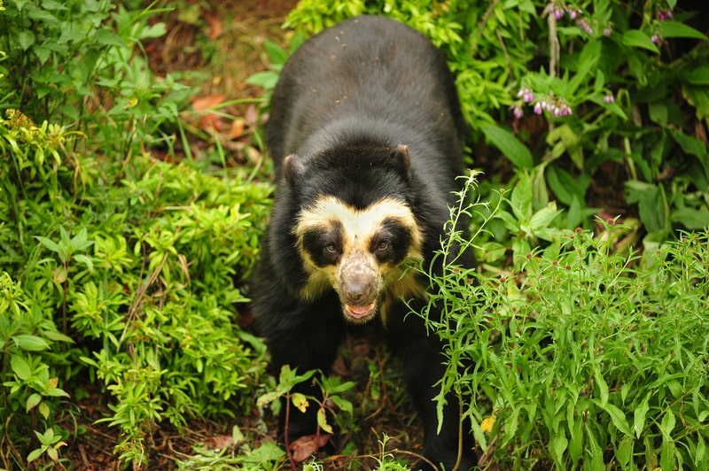 Spectacled bear, facts about bears