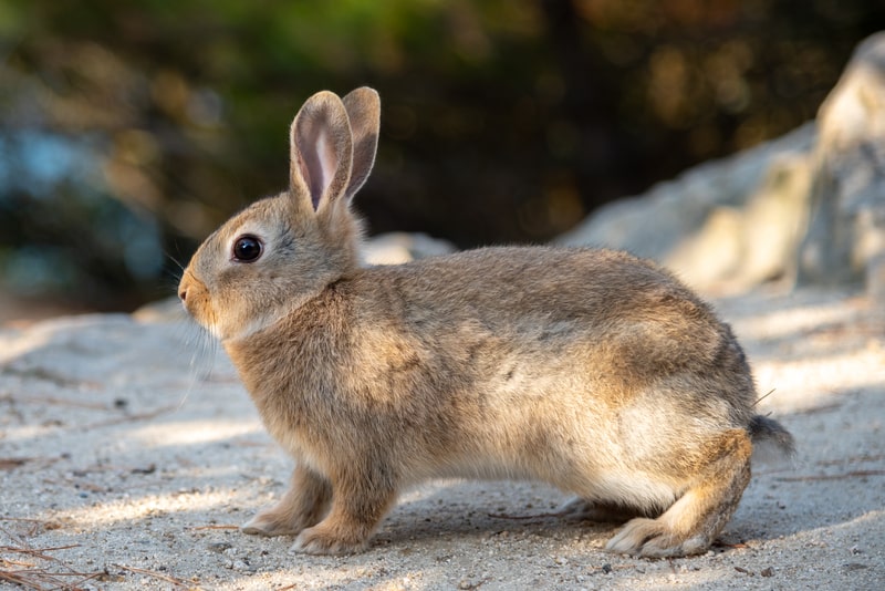 Cute wild rabbits on Okunoshima Island in sunny weather.