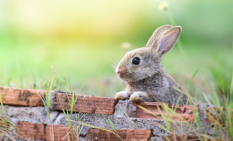 Cute rabbit sitting on brick wall