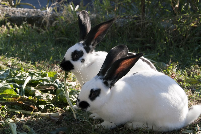 Two white and black domestic rabbits on grass 