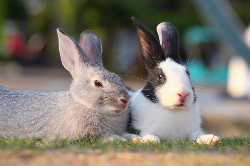 Rabbits laying on grass.