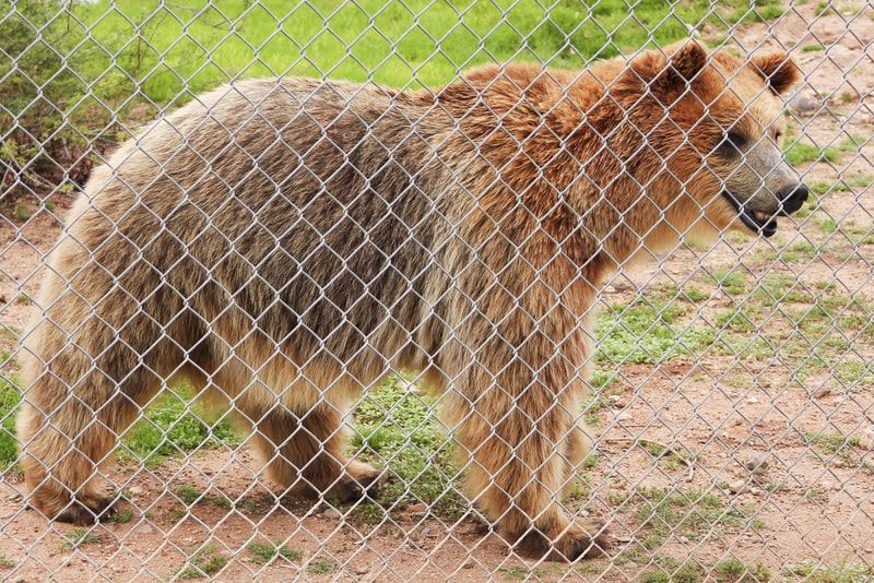 A Grizzly Bear in a Zoo Cage