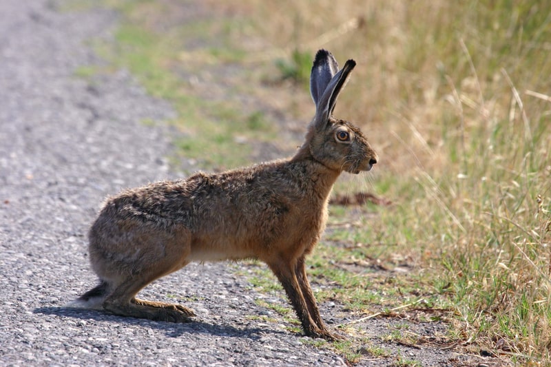 Alert brown hare (Lepus europaeus).