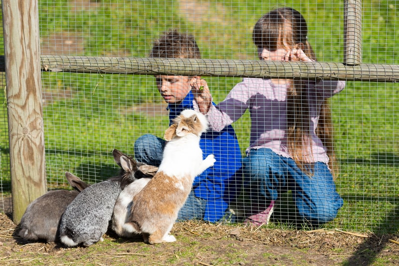 Kids feeding rabbits, rabbits fact file 