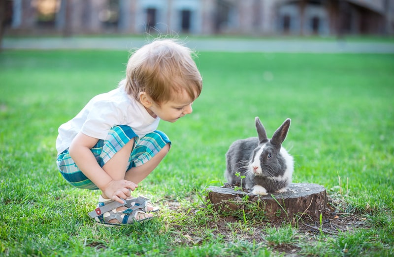 Little boy playing with rabbit