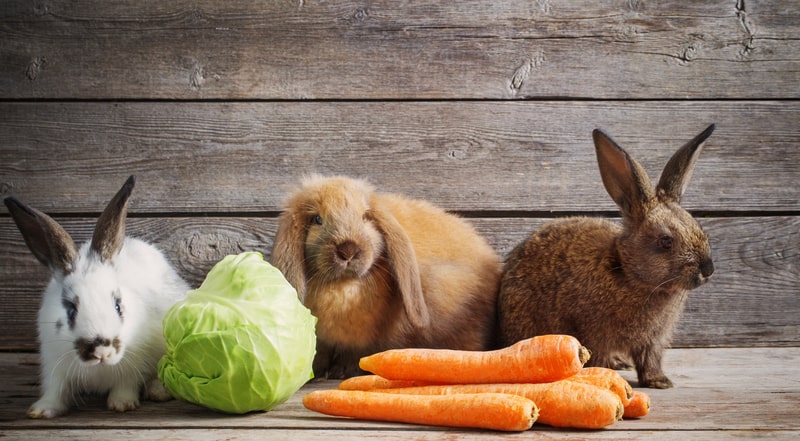 rabbits with carrot and cabbage 