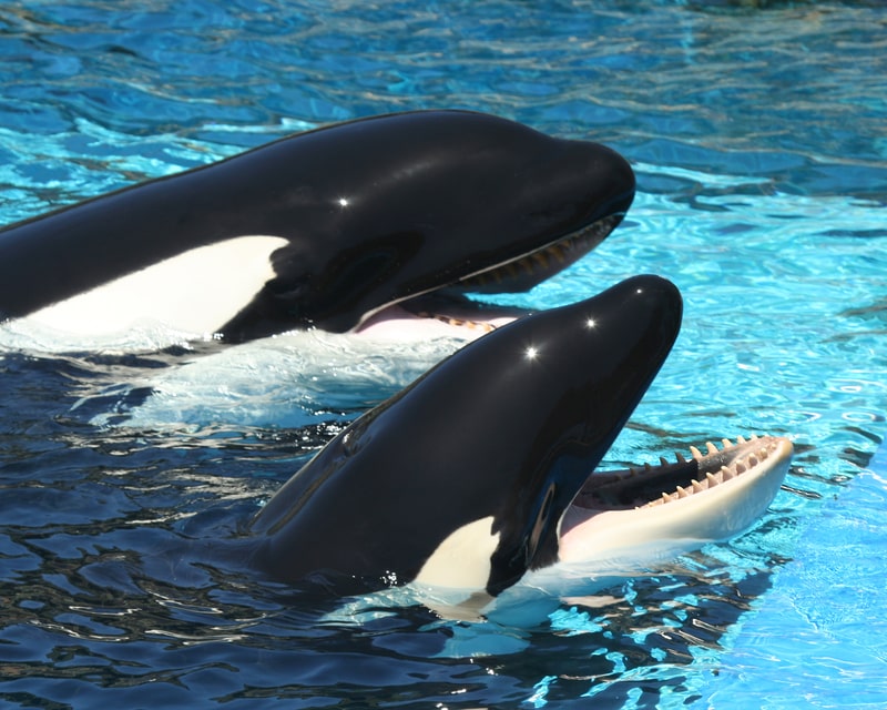 A Pair of Oceanarium Killer Whales.