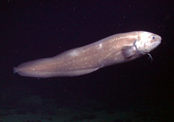 Cusk-eel