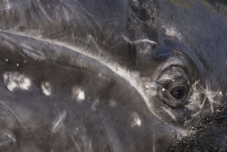 Extremely Close Wild Gray Whale Head