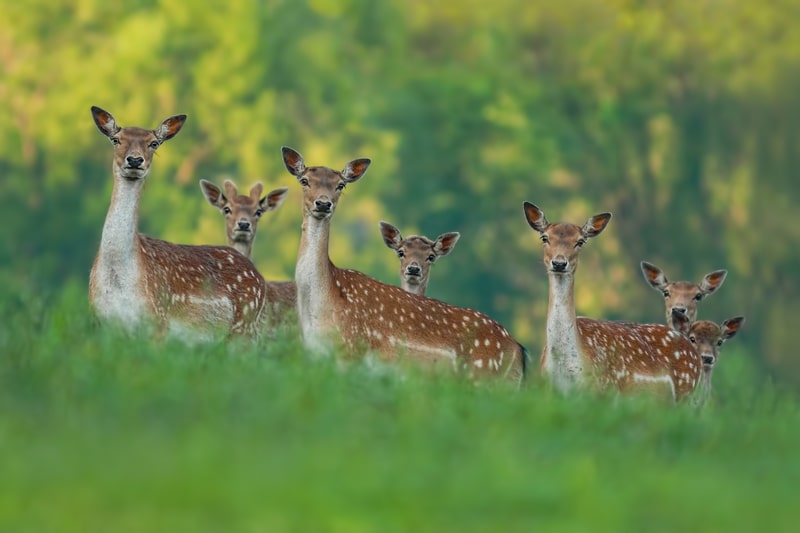Fallow deer family - doe mothers and fawn babies. Deer factfile