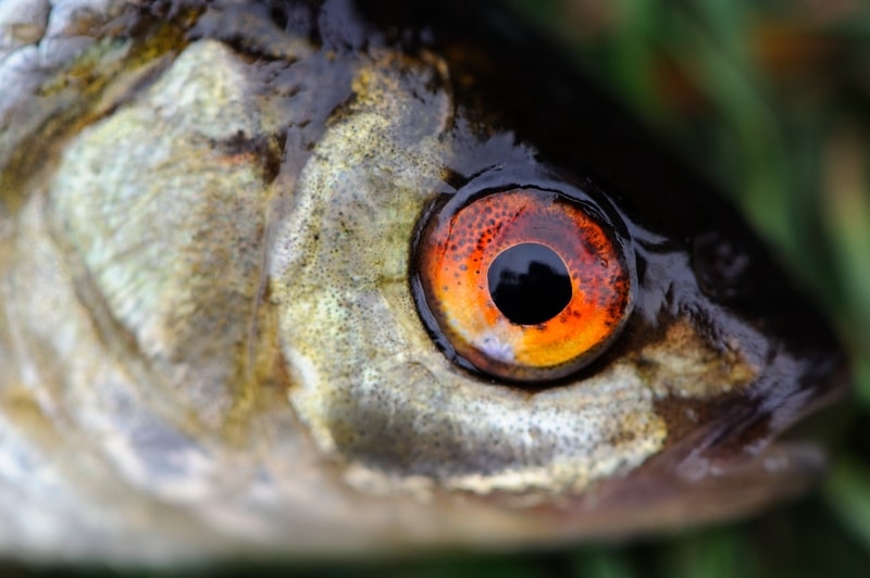 Fish Eye Close-Up