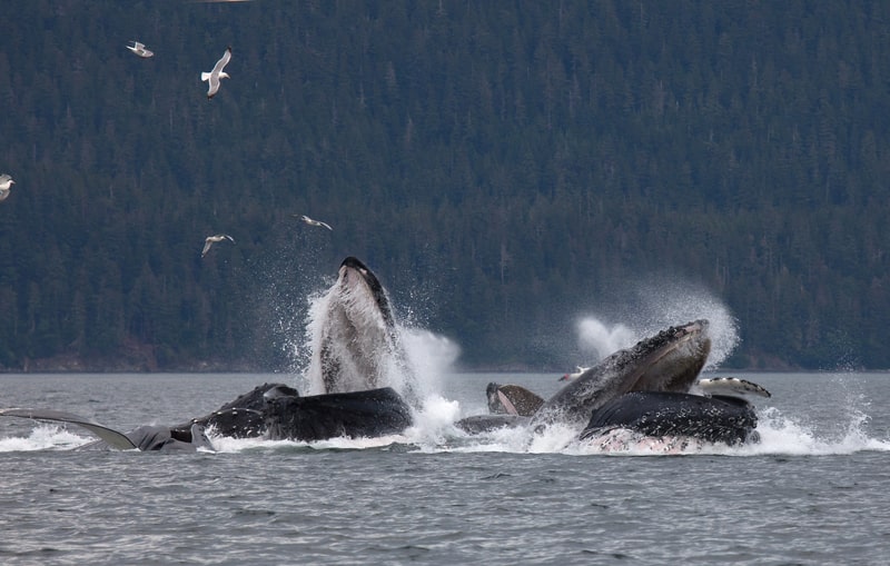 Humpback whales facts
