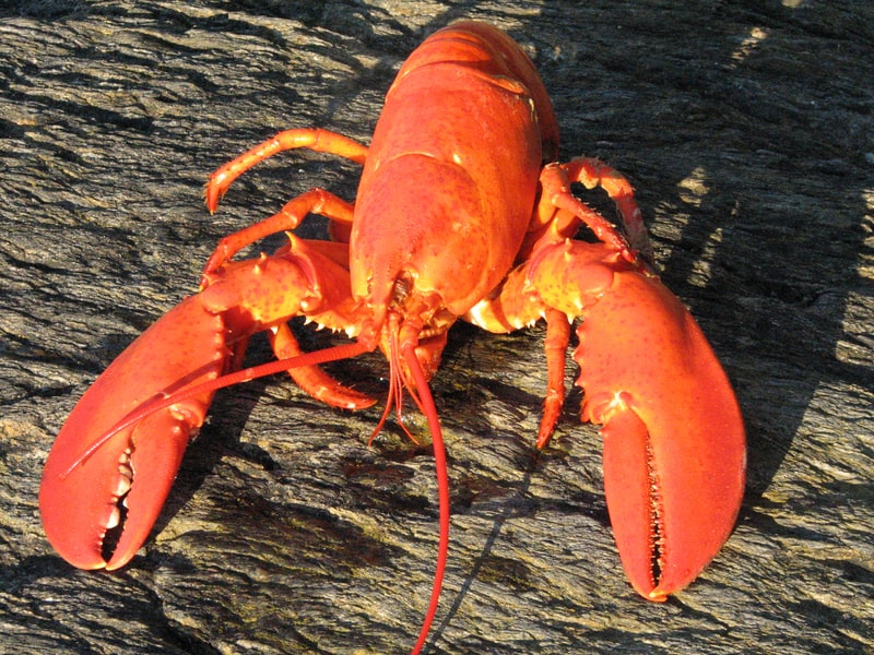 Maine Lobster Cooked. For facts about Maine