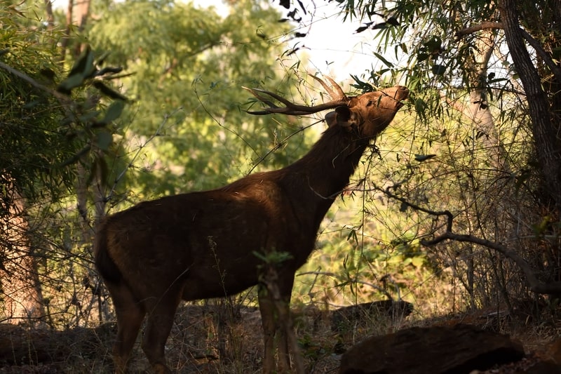 Sambar deer eating tree leaves. for facts about deer