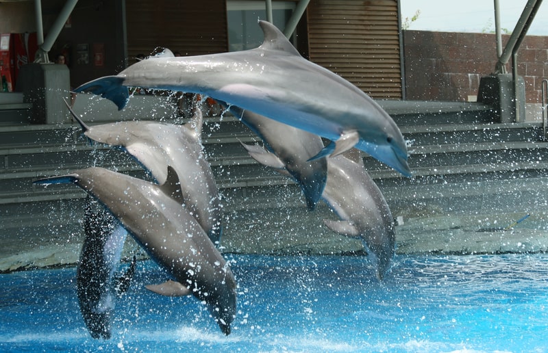 Show with dolphins