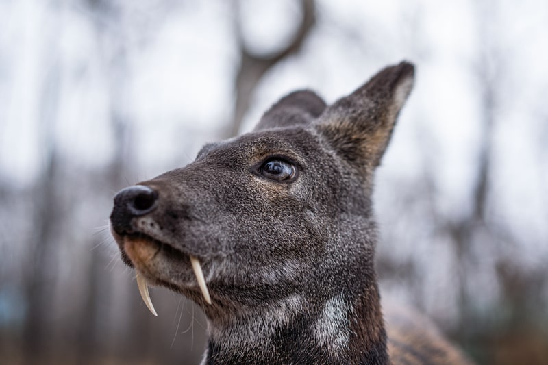 Siberian musk deer with fangs