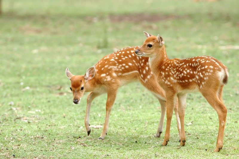 Sika deer fawn. For facts about deer for kids