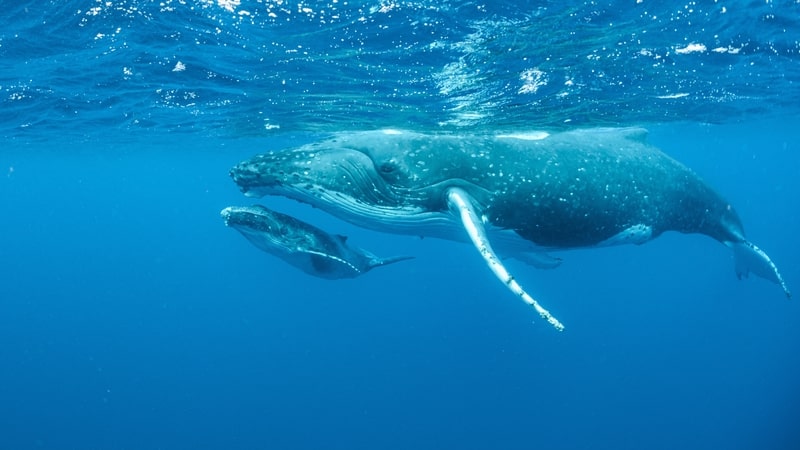 Humpback whales swimming in the Pacific Ocean. For facts about whales