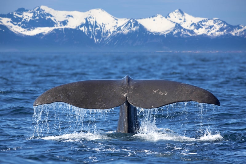 Whale tail. for facts about whales