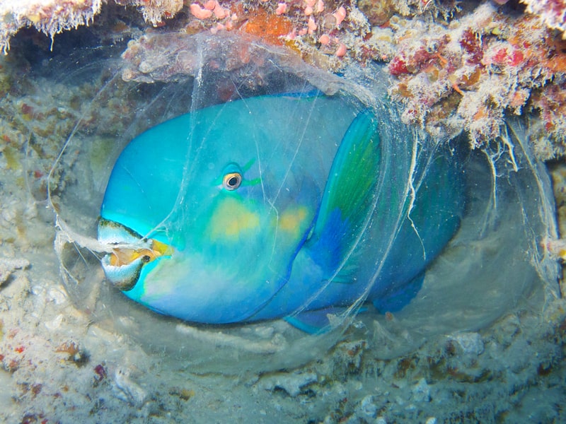 Parrot fish sleeping inside the cocoon underwater. 