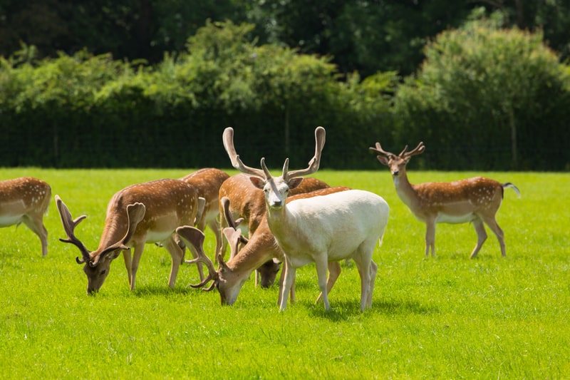 Red and Albino white deer