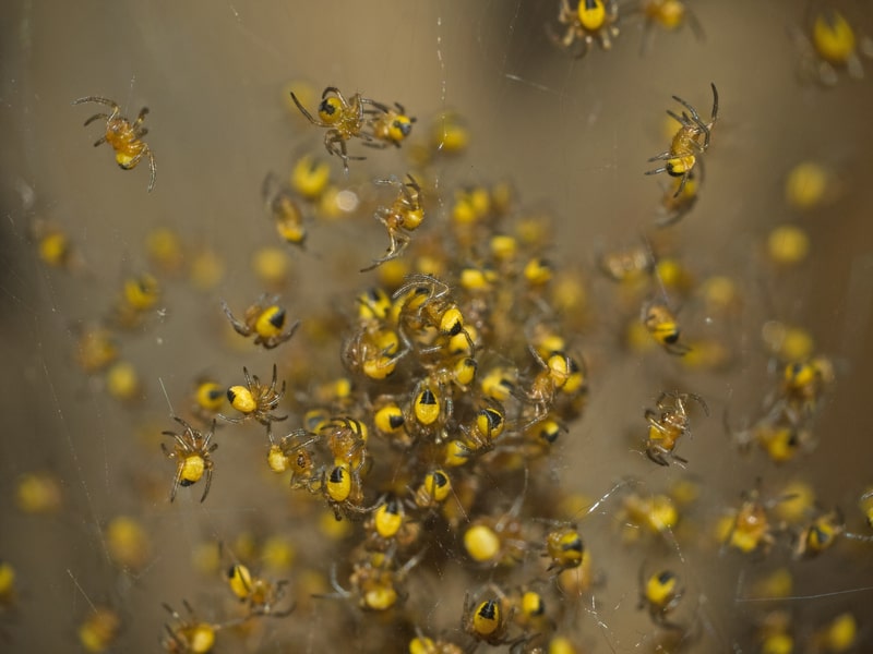A mass of little yellow spiders. Facts about spiders