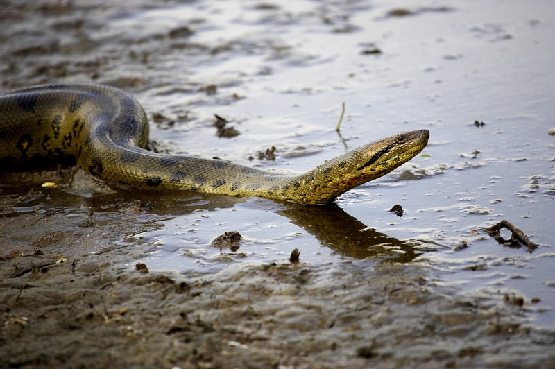 Anaconda. Snake facts 