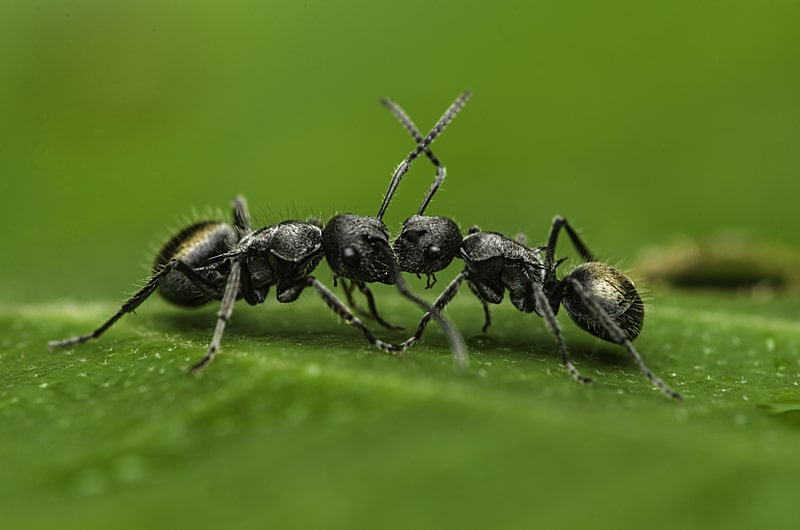 Ants fighting for supremacy
