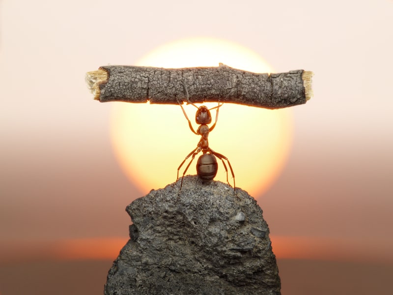 Ant lifting weight