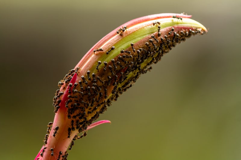 Black garden ants on a flower bud.