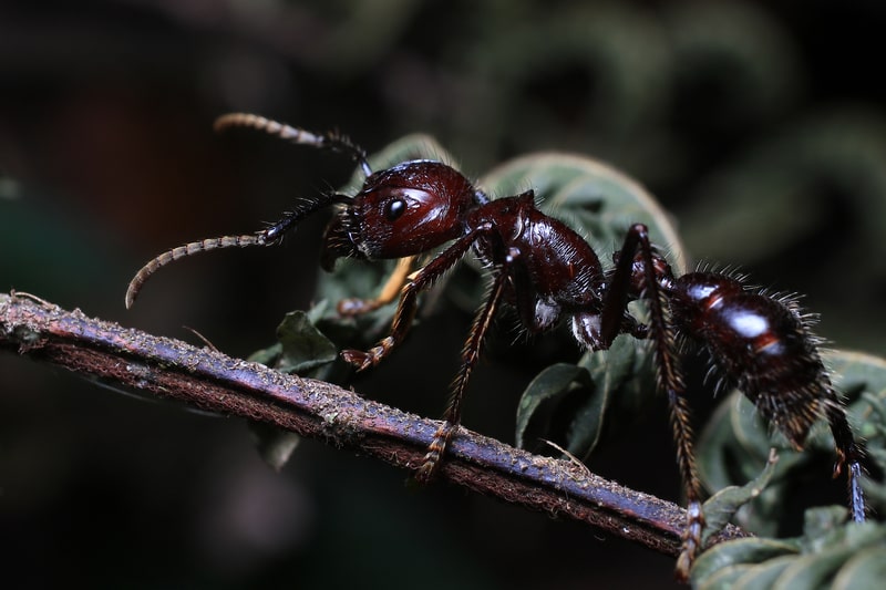 Bullet Ant. Ant fact file