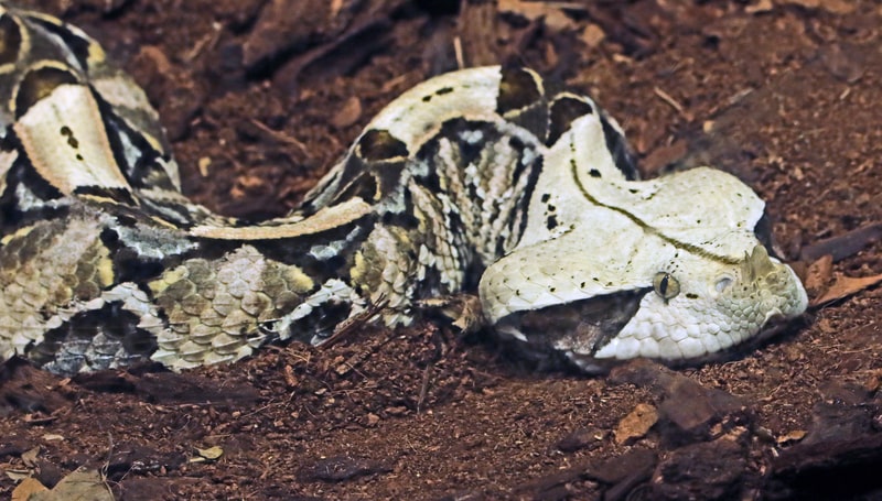 The Gaboon Viper. fact file of snakes in the world