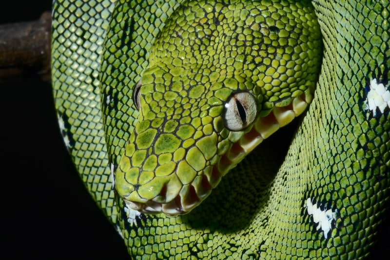 Emerald boa green constrictor snake