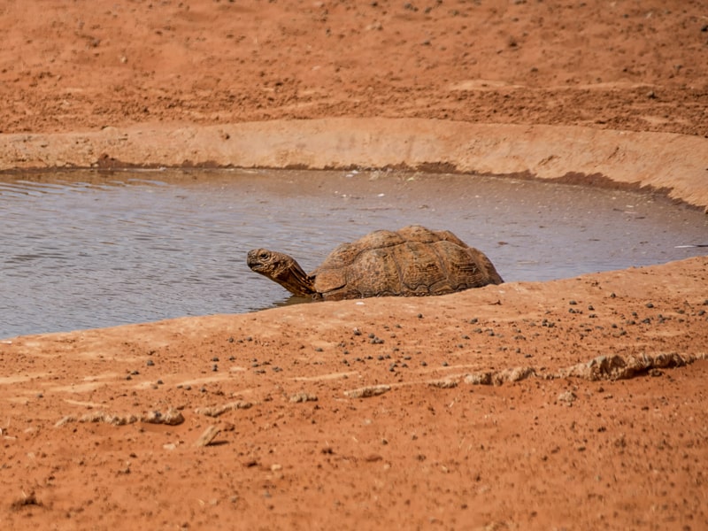 Leopard Tortoise near water. Facts about tortoises