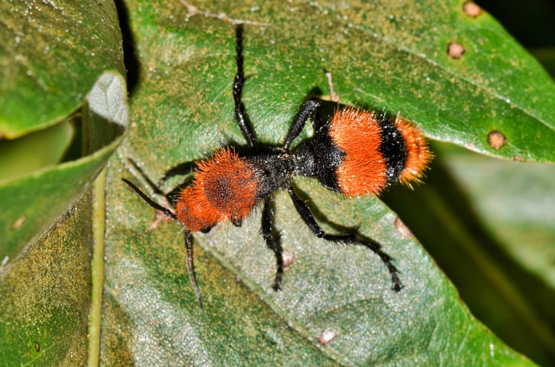 Red Velvet Ant. Facts about ants