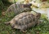 Russian tortoises.