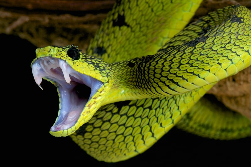 Snake fangs. For facts abut snakes